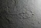 Unprepared Mioplosus Fossil Fish - About - Long #58587-2